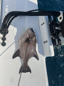 Miami Report Photo 2