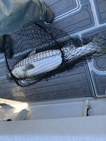 Giant stripers tons of action