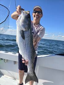 Bigger stripers are moving in.