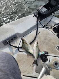 Wagoner Report Photo 2