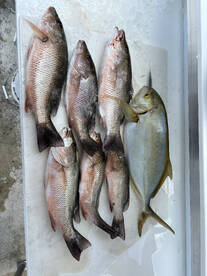 Key West Report Photo 2