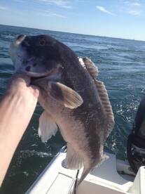 Haddock, Scup/Tautog Fishing!