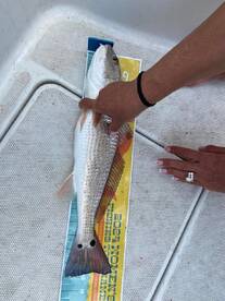 Crystal River Report Photo 1