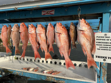 American Red Snapper Bite on Fire! 