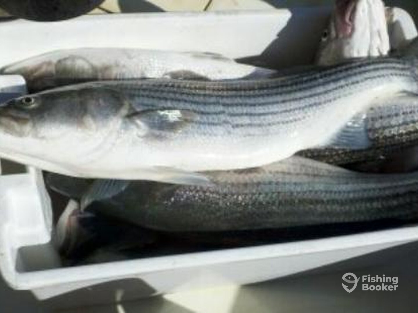 Kingston Report Photo 0