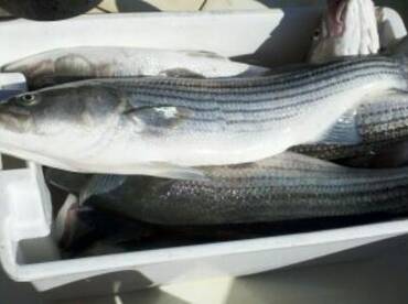 Top water in the morning.