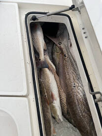 St. Bernard Report Photo 2