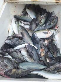 The bite is hot right now in Virginia Be