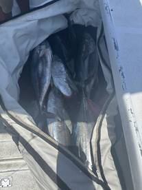 Tunas marlins when crazy