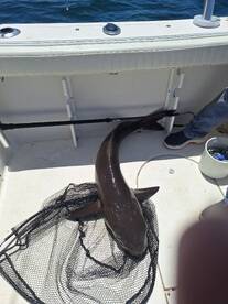 Virginia Beach Report Photo 1