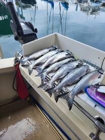 We are fishing June coho and Lingcod/flo