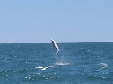 Folly Beach Report Photo 2