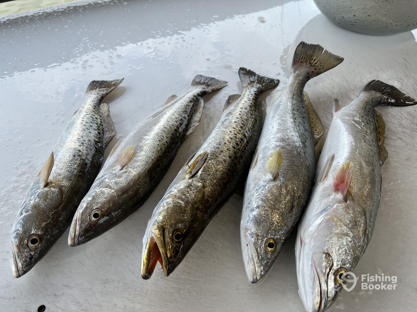 Corpus Christi Report Photo 0