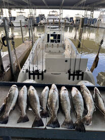 Speckeled trout consistant on jettys 