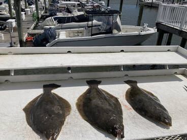 Good flounder bite today with some nice 