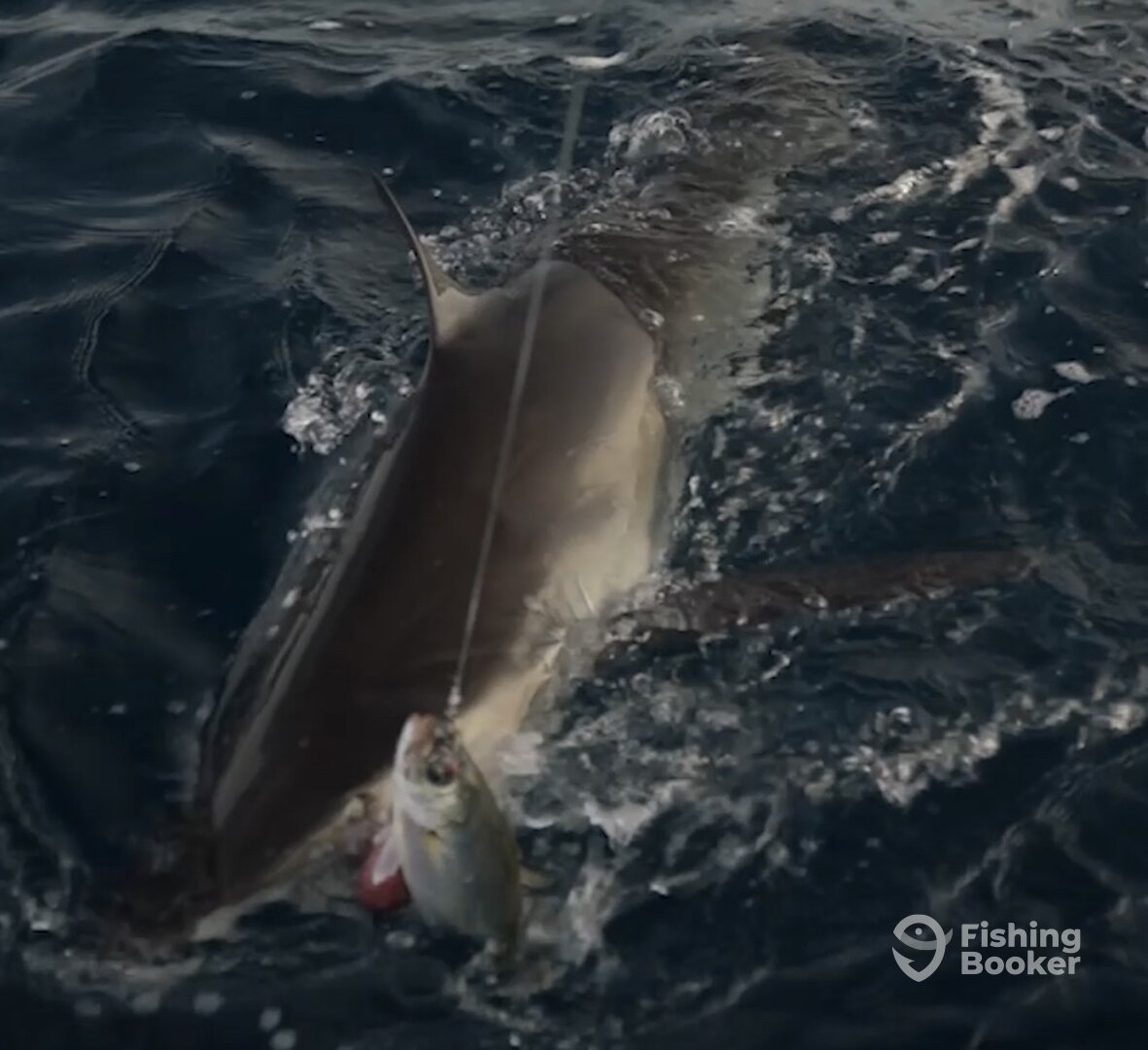 Cabo San Lucas Report Photo 0