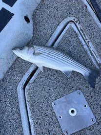 Sand Springs Report Photo 2