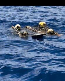 Lots of mahi off key largo 