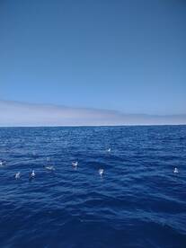 Beautiful weather and big makos