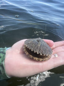 Scallop Season is Here!