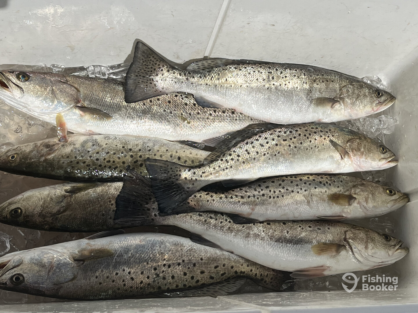 Nags Head Report Photo 0