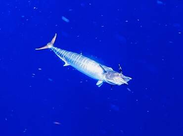 Fort Lauderdale Charter Fishing Report…6