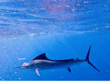 Fort Lauderdale Report Photo 1