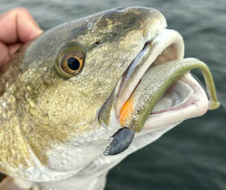 Corpus Christi Report Photo 2