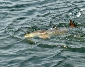 Corpus Christi Report Photo 1