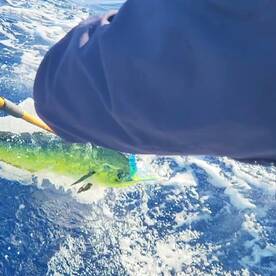 Good mahi and broken marlin