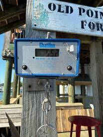 CITATION COBIA ON OPENING DAY !!!!!