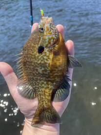 Montague Report Photo 1