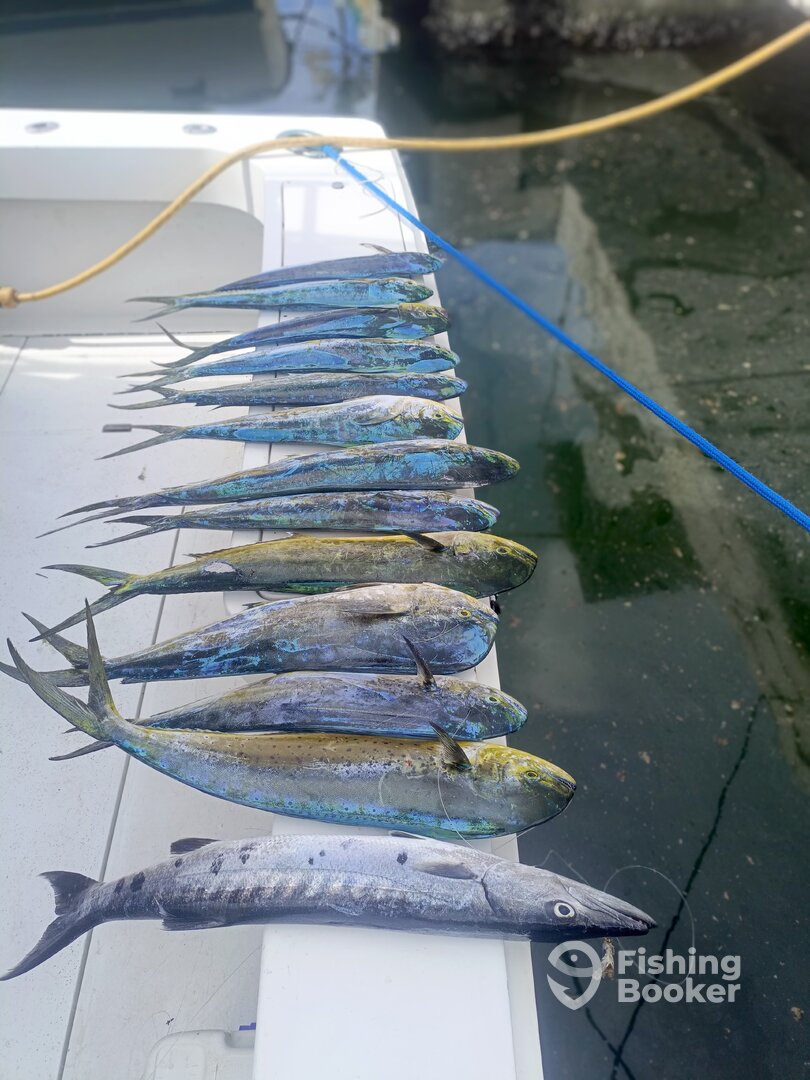 Punta Cana Report Photo 0