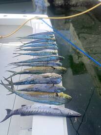 Shark, barracuda and mahi