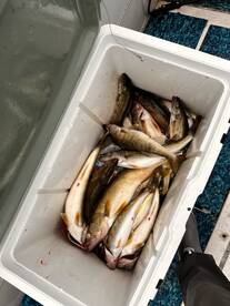 HOT walleye action!!