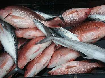 We can keep red snapper fr,sa @sunday 