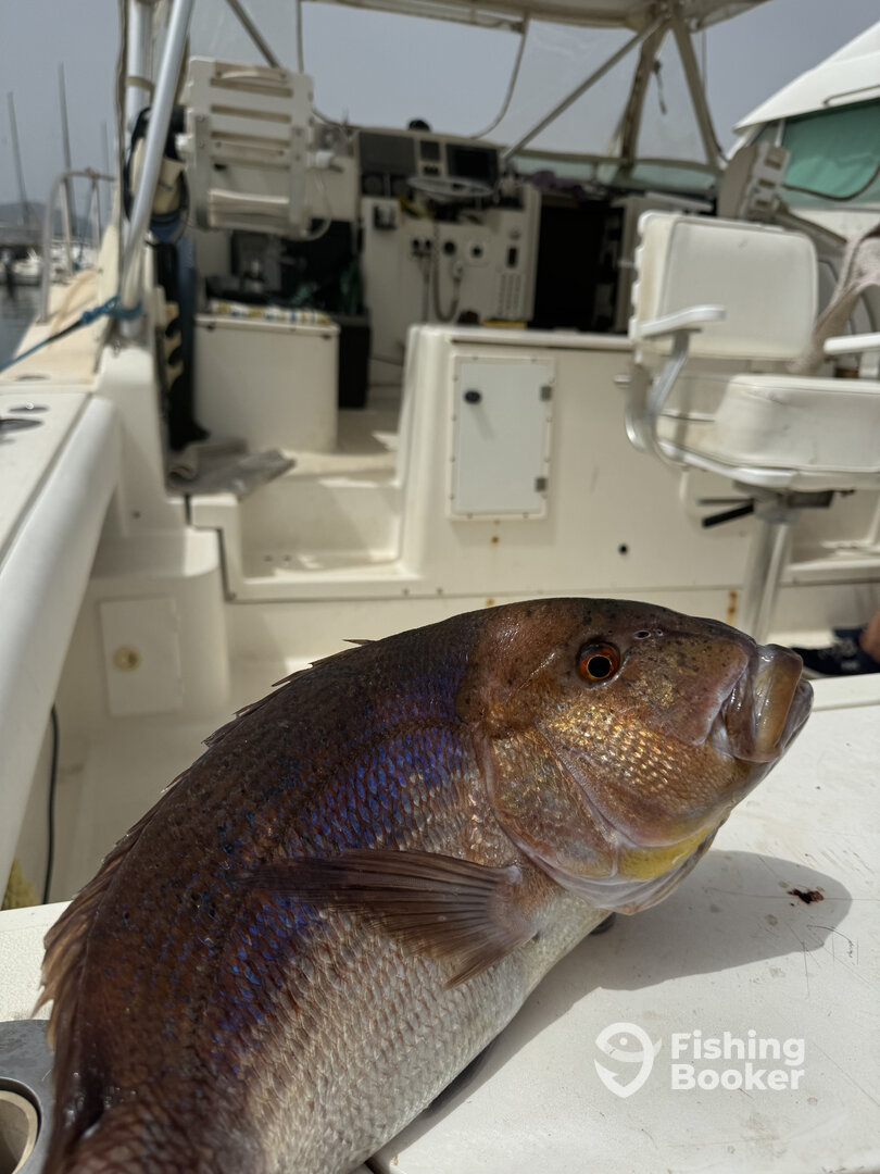 Alghero Report Photo 0