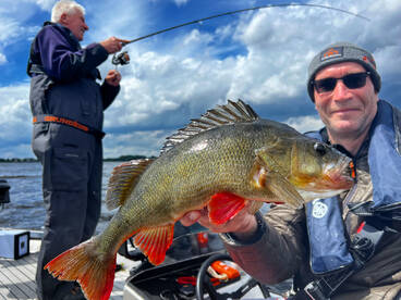 Perch and pike bonanza near Amsterdam