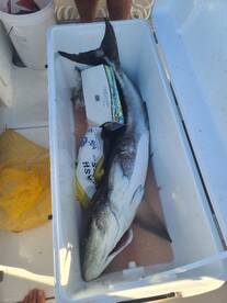 Gulf Shores Report Photo 1