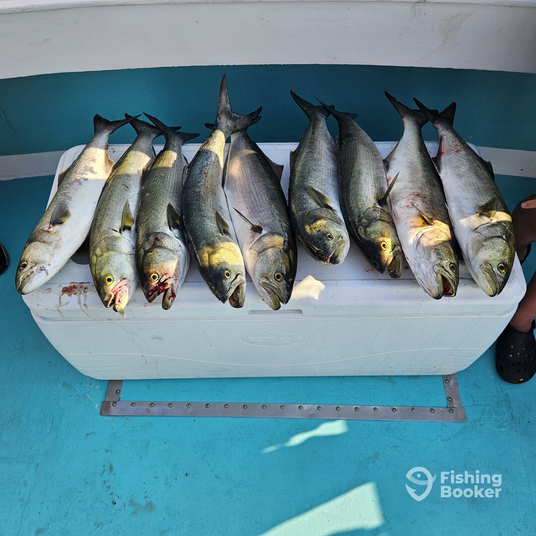 Solomons Report Photo 0