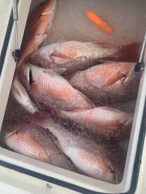 Dauphin Island Report Photo 1