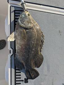 Tripletail and tarpon