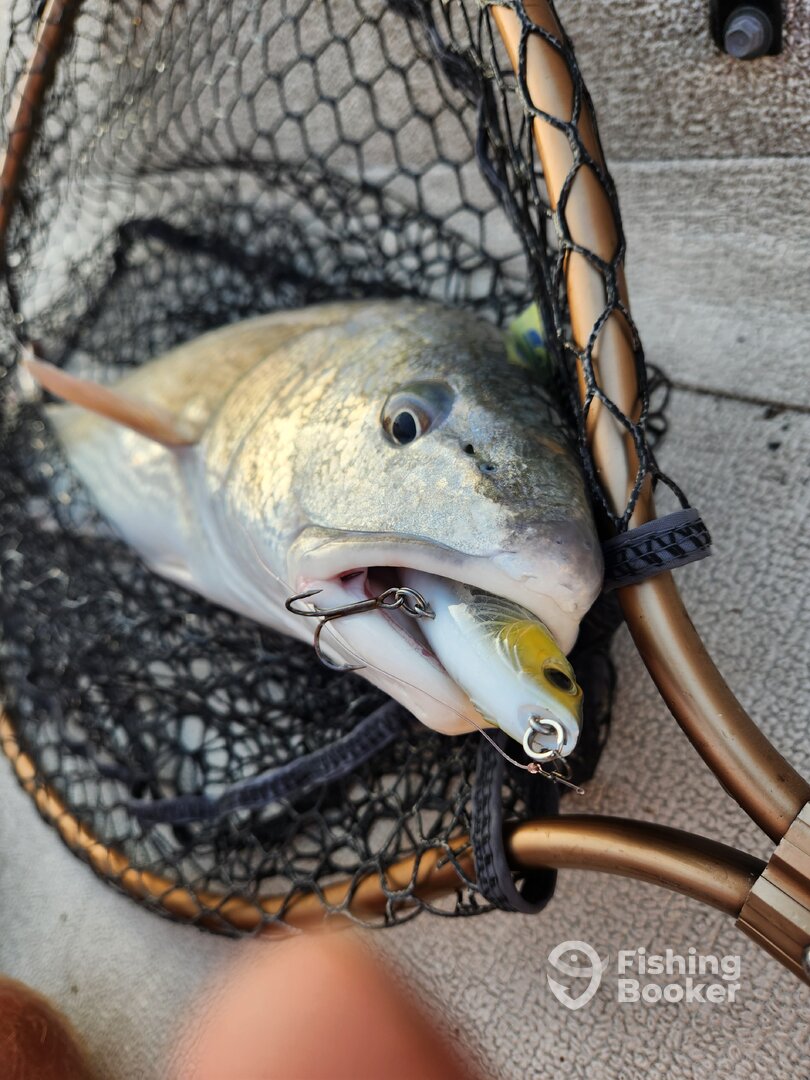 Hubert Report Photo 0