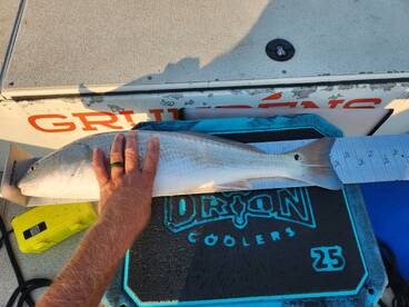 Hubert Report Photo 2