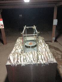 Beat the heat and catch fish!