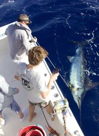 2 blue marlins on a 5 hour trip! 