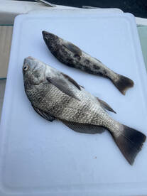 Cedar Key Report Photo 2