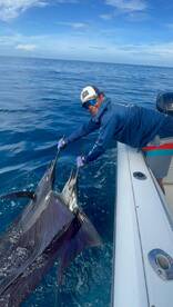 1/2 Day Inshore - Sailfish still biting!