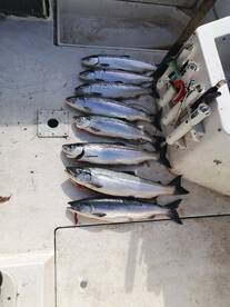 Port Alberni sockeye is still hot action