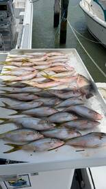 Hot snapper bite !!!